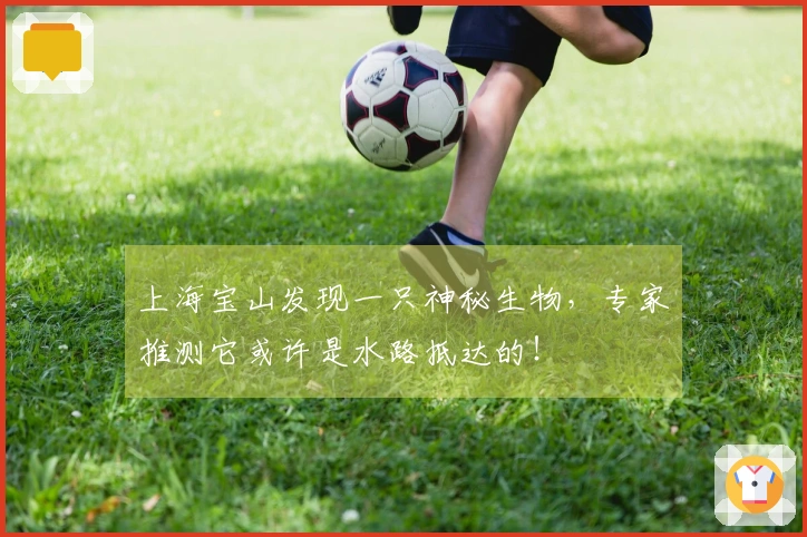 上海宝山发现一只神秘生物，专家推测它或许是水路抵达的！